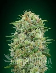 White Widow CBD - 00 SEEDS BANK