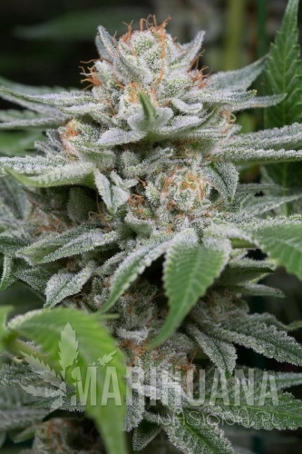 dinafem-gorilla.jpg