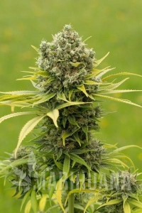 Dinamed CBD Plus - DINAFEM