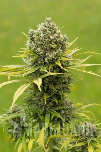 dinafem-dinamed-plus-cbd.jpg