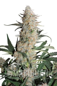 Critical Orange Punch - DUTCH PASSION