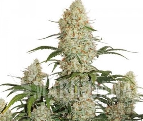 Auto Critical Orange Punch - DUTCH PASSION