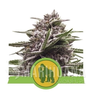 Royal Gorilla Automatic - ROYAL QUEEN SEEDS
