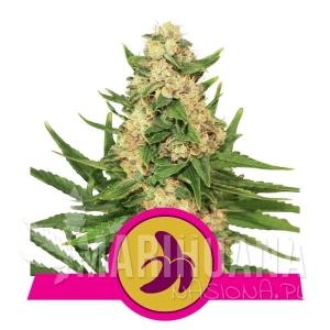 Fat Banana - ROYAL QUEEN SEEDS
