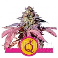 Purple Queen - ROYAL QUEEN SEEDS