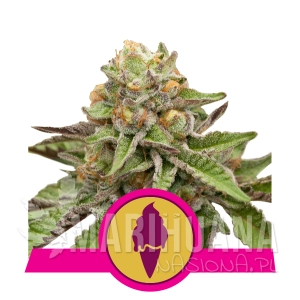 Green Gelato - ROYAL QUEEN SEEDS