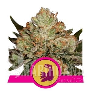 HulkBerry - ROYAL QUEEN SEEDS