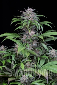 Quick Kush - DINAFEM