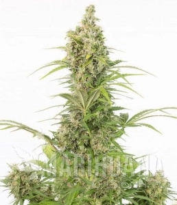 White Widow CBD Auto - DINAFEM