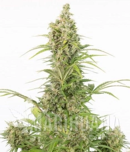 White widow Ayto CBD.jpg