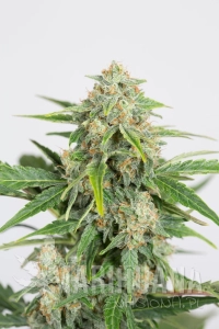 Dinamed CBD Auto - DINAFEM