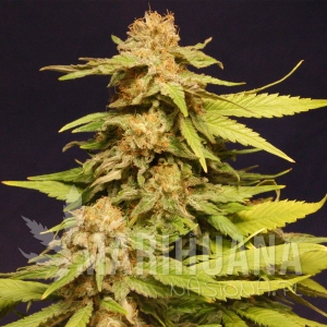 Big Bull - KANNABIA SEED