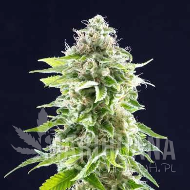 cookies-haze-product-image-2247.jpg