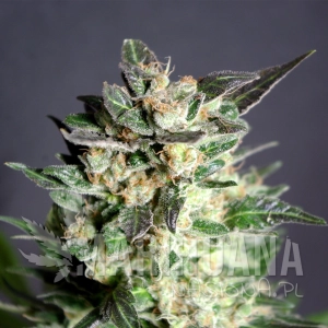 Diesel Glue - KANNABIA SEED
