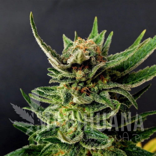 gypsy-kush-product-image-30.jpg