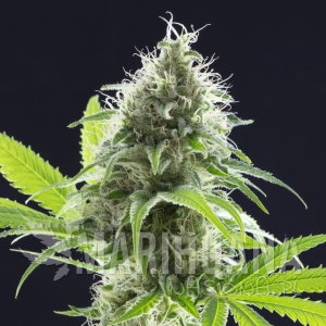 Kama Kush CBD - KANNABIA SEED