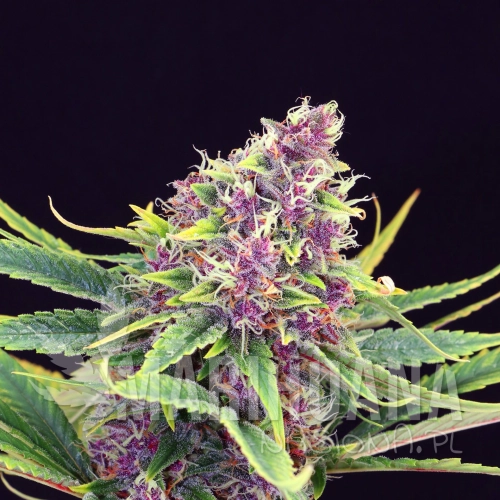 purple-kush-product-image-34.jpg