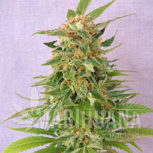 ginger-punch-auto-product-image-113.jpg