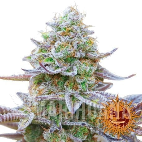gorilla-zkittlez_1_403899.jpg