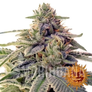 SHISKABERRY - BARNEY’S FARM