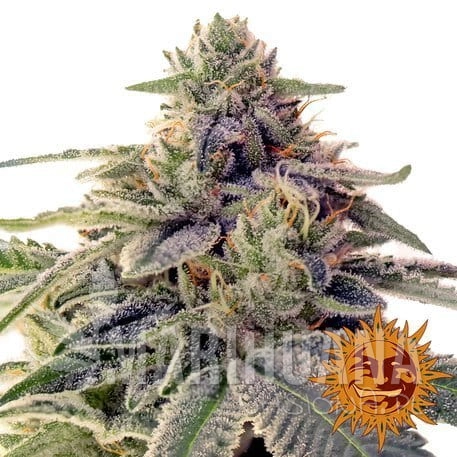 shiskaberry_1_403415.jpg