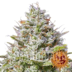 BLUE GELATO 41 - BARNEY’S FARM