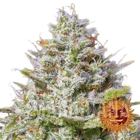 blue-gelato-41_1_404091.jpg