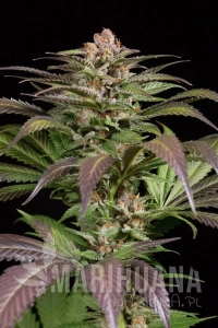 Purps #1 - DINAFEM