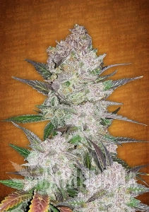 Cream Cookies Auto - FASTBUDS