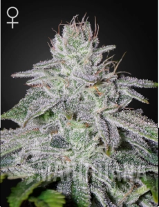 Franco's Lemon Cheese - GREEN HOUSE SEEDS