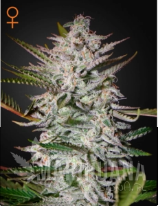 Holy Punch - GREEN HOUSE SEEDS
