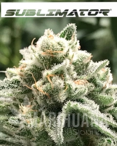 Sublimator - R-KIEM SEEDS