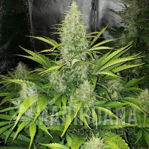 Auto_Reekn_samu_og_93-570x570.jpg