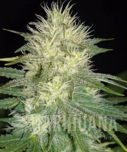 White Russian - SAGARMATHA