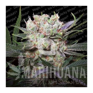 Californian Gold - PARADISE SEEDS