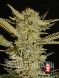 Bubble Gum - SERIOUS SEEDS