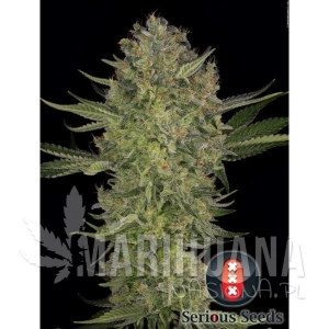 Serious Kush - SERIOUS SEEDS