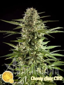Cheesy Auto CBD - PHILOSOPHER SEEDS
