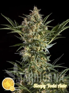 Sleepy Yoda Auto - PHILOSOPHER SEEDS