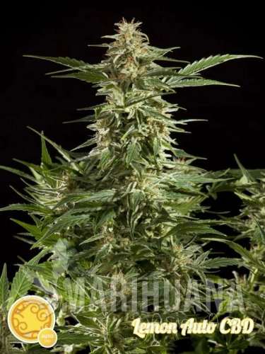 lemon-auto-cbd_philo.jpg