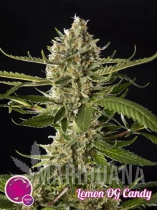 Lemon OG Candy - PHILOSOPHER SEEDS