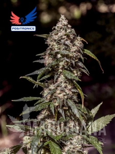 CBD+ 1:20 - PHILOSOPHER SEEDS