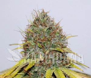 CBD Hash Plant - SEEDSMAN