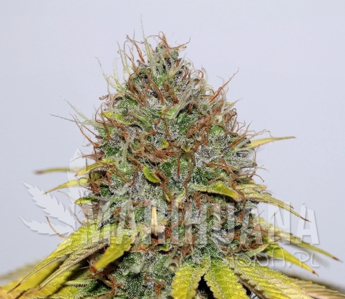 cbd hash plant seedsman.jpg