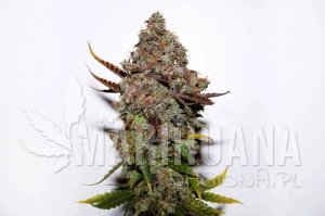 Original Skunk#1 - SEEDSMAN