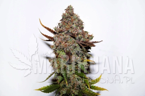 seedsman-_original_skunk_1.jpg