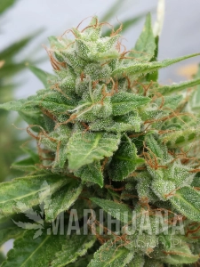 Auto Ogre - SEEDSMAN