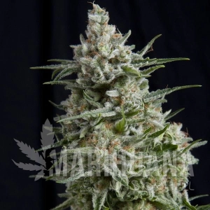 Anesthesia CBD - PYRAMID SEEDS