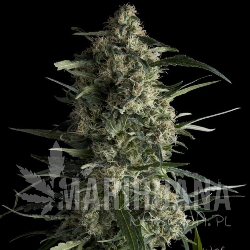 Galaxy CBD pyramid.jpg