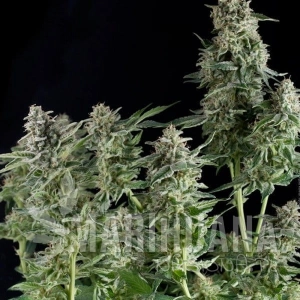Northern Lights CBD - PYRAMID SEEDS